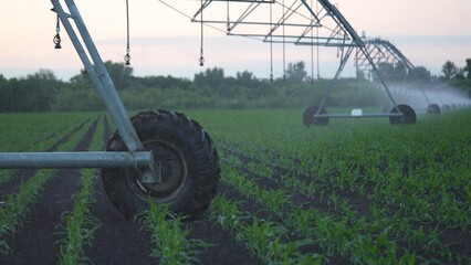 agriculture irrigation. irrigation a machinery wheels irrigate green sprouts corn field water drops. agriculture irrigation business concept. irrigation tractor corn lifestyle plantation