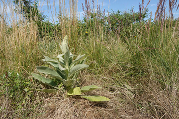 Closeup on an isolated lonely large leaved mullein wildflower, Verbascum plant in dried grass vegetation