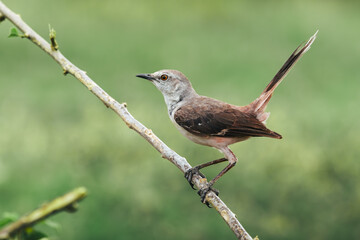 Northern mockingbird side body looking on top of a branch and green background