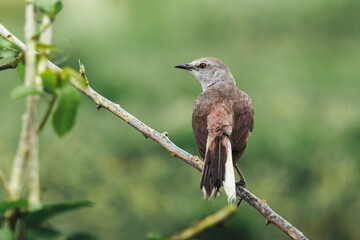 Northern mockingbird side looking on top of a branch and green background