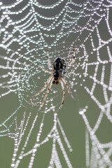 spider