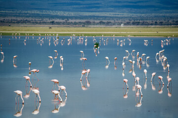 flamingos in the lake