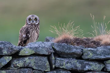 Poster Juvenile short-eared owl (Asio flammeus) on a stone wall at sunset, Perthshire, Scotland © Alex Cooper