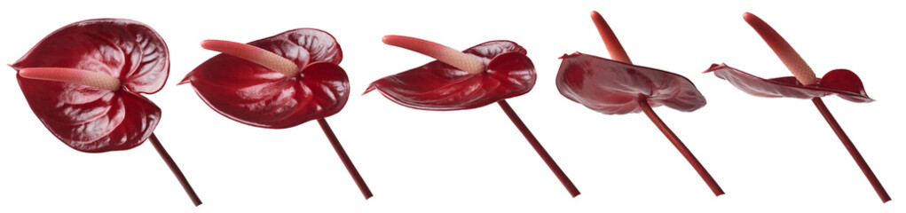 dark red anthurium flower, aka tail flower, flamingo, laceleaf flower and painter's palette, heart-shaped and air-purifying blossom isolated background, taken in different angles © Shamil