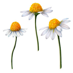 Set of chamomile flowers painted in watercolor on white background Ready object for your banner, poster, infographic, postcard, invitation