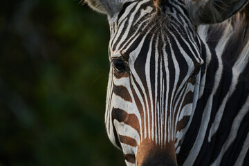 Fototapeta na wymiar zebra close up
