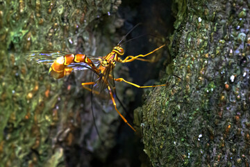 An Ichneumon Wasp on the side of a tree at Chenango State Park in Upstate NY.  Scary insect but...
