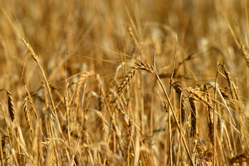 Detail of the ears of barley (Hordeum vulgare) in a crop
