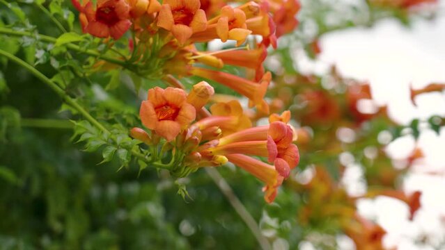Beautiful Campsis grandiflora flowers in summer. Orange blossom of trumpet vine.