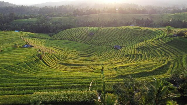 Camera captures stunning aerial view of Bali's terraced rice fields. Bathed in bright sunlight of setting sun, landscape unfolds with graceful curves and sinuous lines. Vibrant green of rice fields
