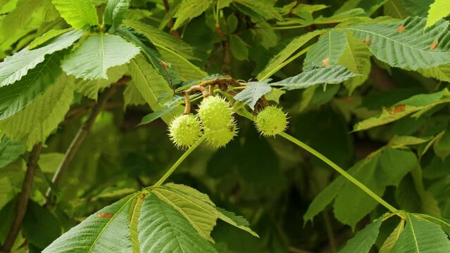 Prickly green fruits of horse chestnut tree. Aesculus hippocastanum