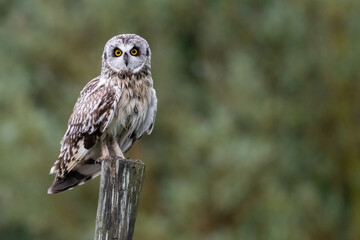 Short-eared owl (Asio flammeus) perches on a post, Perthshire, Scotland