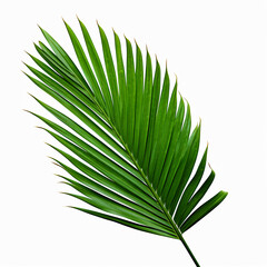 Isolate Dark green Monstera large leaves, philodendron tropical foliage plant growing in wild on white background