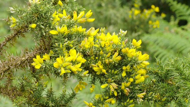 Yellow flowers of Ulex europaeus. Common gorse flowering plant with green spiky leaves
