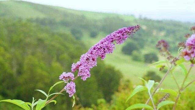 Beautiful purple butterfly bush flower in a green mountain valley in a green forest natural background. Buddleja davidii in wild landscape