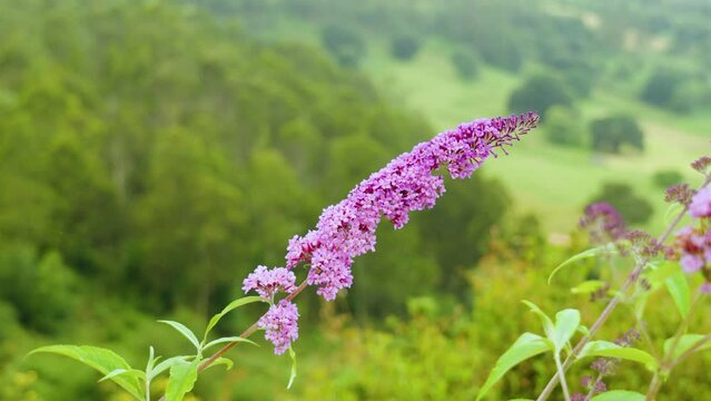 Purple wild Buddleja Davidii flower in a beautiful mountain summer landscape. Wildflower of Butterfly bush