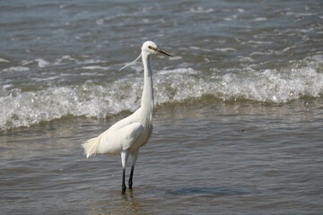 Aigrette garzette
