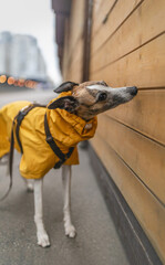 Cute elegant whippet dog wearing bright yellow raincoat, standing on street and sniffing wooden kiosk. Can illustrate socialization theme, dog nosework training, natural curiosity.