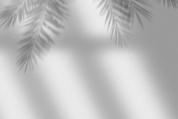 Leaves and window pane shadow. Realistic tree branches shadow blur isolate on transparent backgrounds.  Shadow drop on white wall png