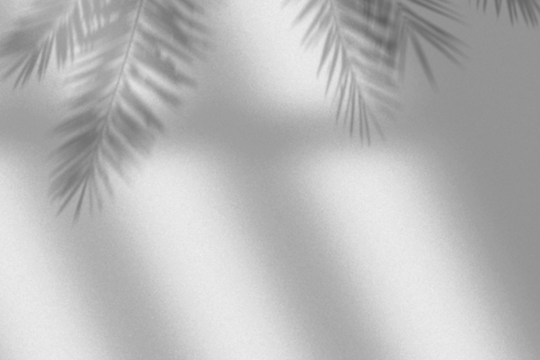 Leaves and window pane shadow. Realistic tree branches shadow blur isolate on transparent backgrounds.  Shadow drop on white wall png