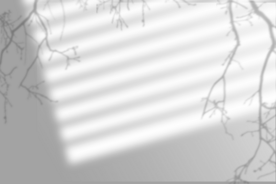 Leaves and window pane shadow. Realistic tree branches shadow blur isolate on transparent backgrounds.  Shadow drop on white wall png