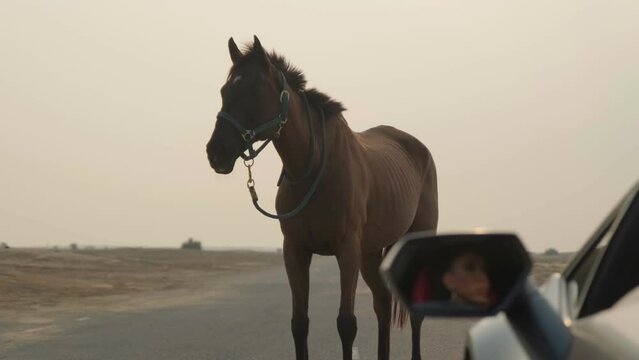 The reflection of a young woman's face in the rearview mirror of an expensive sports car, looking at a red horse standing on the road in front of her