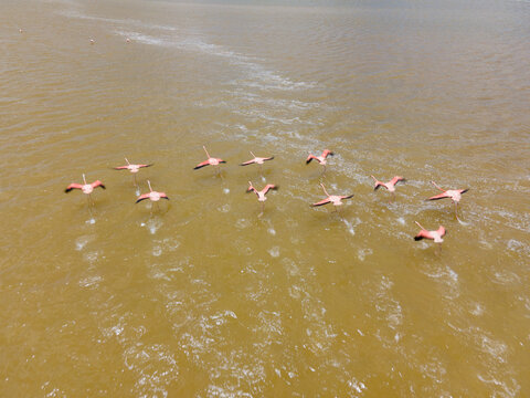 Aerial view of Pink Flamingo at Laguna Rosada, the pink salt lakes in Dzemul Municipality, Yucatan, Mexico.
