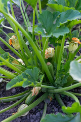Obraz premium Blurred image of zucchini and flowers on a plant in an eco farm.