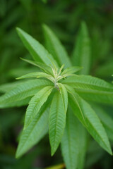 Lemon verbena plant (Lippia triphylla). Background of green leaves.