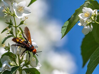 Isolate close up macro high resolution image of a single tree wasp in the wild- Armenia