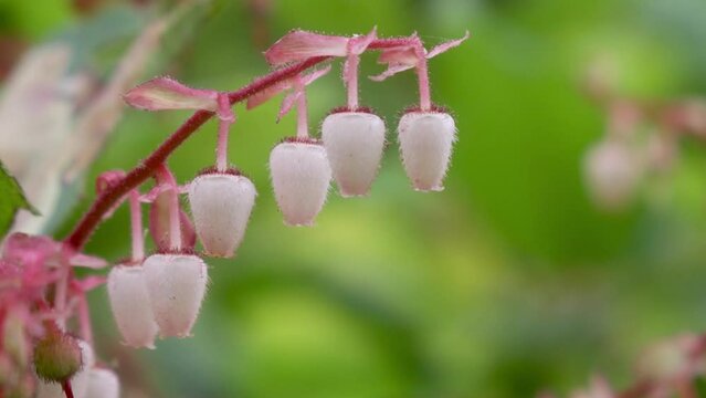 Salal, white-to-pink, urn-shaped flowers are a ubiquitous sight on nearly any Pacific Northwest forest