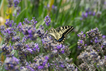 Old World Swallowtail or common yellow swallowtail (Papilio machaon) sitting on lavender in Zurich, Switzerland