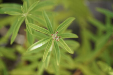 Lemon verbena (Lippia triphylla) flowering in the garden. Background of green leaves.