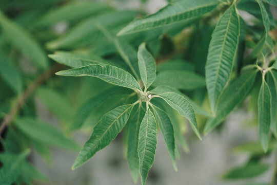 Lemon verbena plant (Lippia triphylla). Background of green leaves.