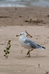 seagull on the beach