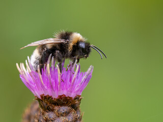 Bumblebee on flower