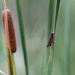 Grasshopper on Cattail