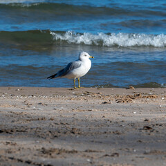 seagull on the beach