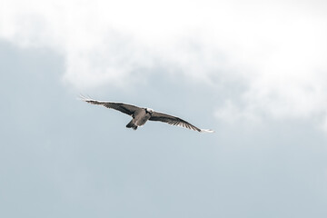 Osprey with his wings opened flying under a cloud in background from puerto rico