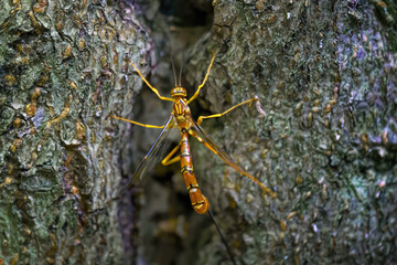 An Ichneumon Wasp on the side of a tree at Chenango State Park in Upstate NY.  Scary insect but harmless. 