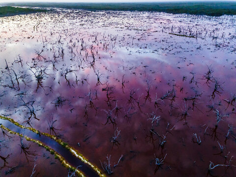 Aerial view of dead trees in a wetland in San Benito, Yucatan, Mexico.