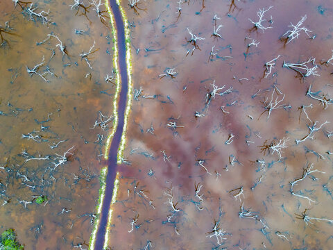 Aerial view of dead trees in a wetland in San Benito, Yucatan, Mexico.