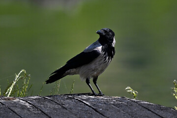 Hooded Crow // Nebelkrähe (Corvus cornix) - Lake Kerkini, Greece