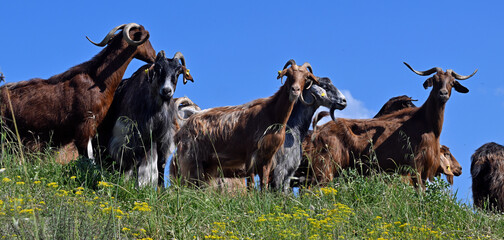 Ziegenherde am Kerkini-See, Griechenland // Herd of goats at Lake Kerkini, Greece © bennytrapp