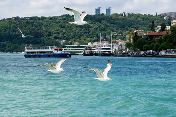 seagulls on the sea