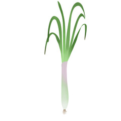 Single onion is a biennial plant. There are white and purple heads underground. The leaves are long tubes with pointed ends.