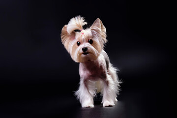 Charming Yorkshire Terrier breed dog after a haircut on a black background
