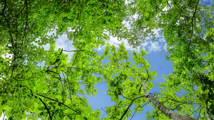 Look up view tree leaves with with clipping paths on blue sky background
