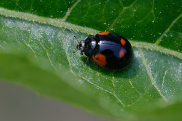 Adalia bipunctata (Two-spot ladybird, Two-spotted ladybug or Two-spotted lady beetle)