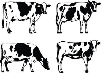 Agricultural Animals (cow)